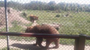 Bear and Wolf Sanctuary